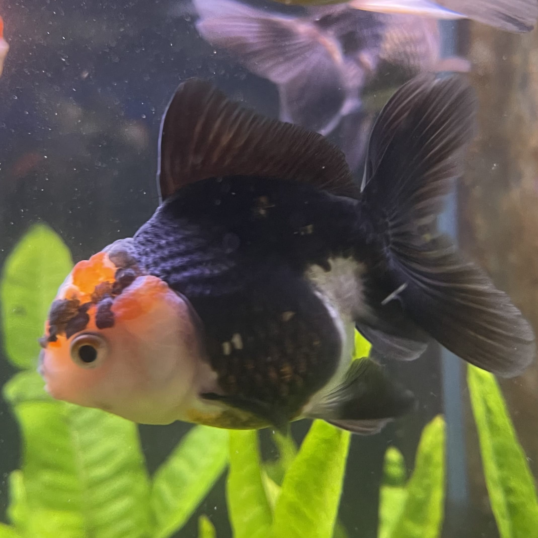 the-fish-farm Goldfish 7 cm Oranda - Tri Colour One Only-1 Tri Colour Oranda - The Fish Farm Australia
