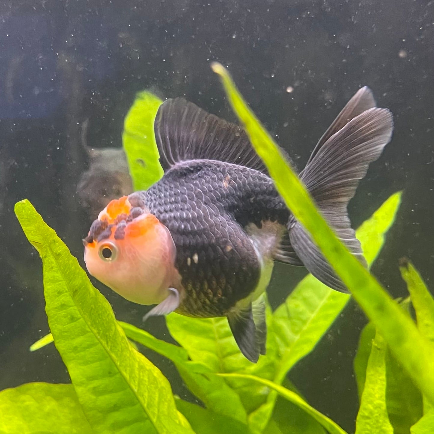 the-fish-farm Goldfish 7 cm Oranda - Tri Colour One Only-1 Tri Colour Oranda - The Fish Farm Australia