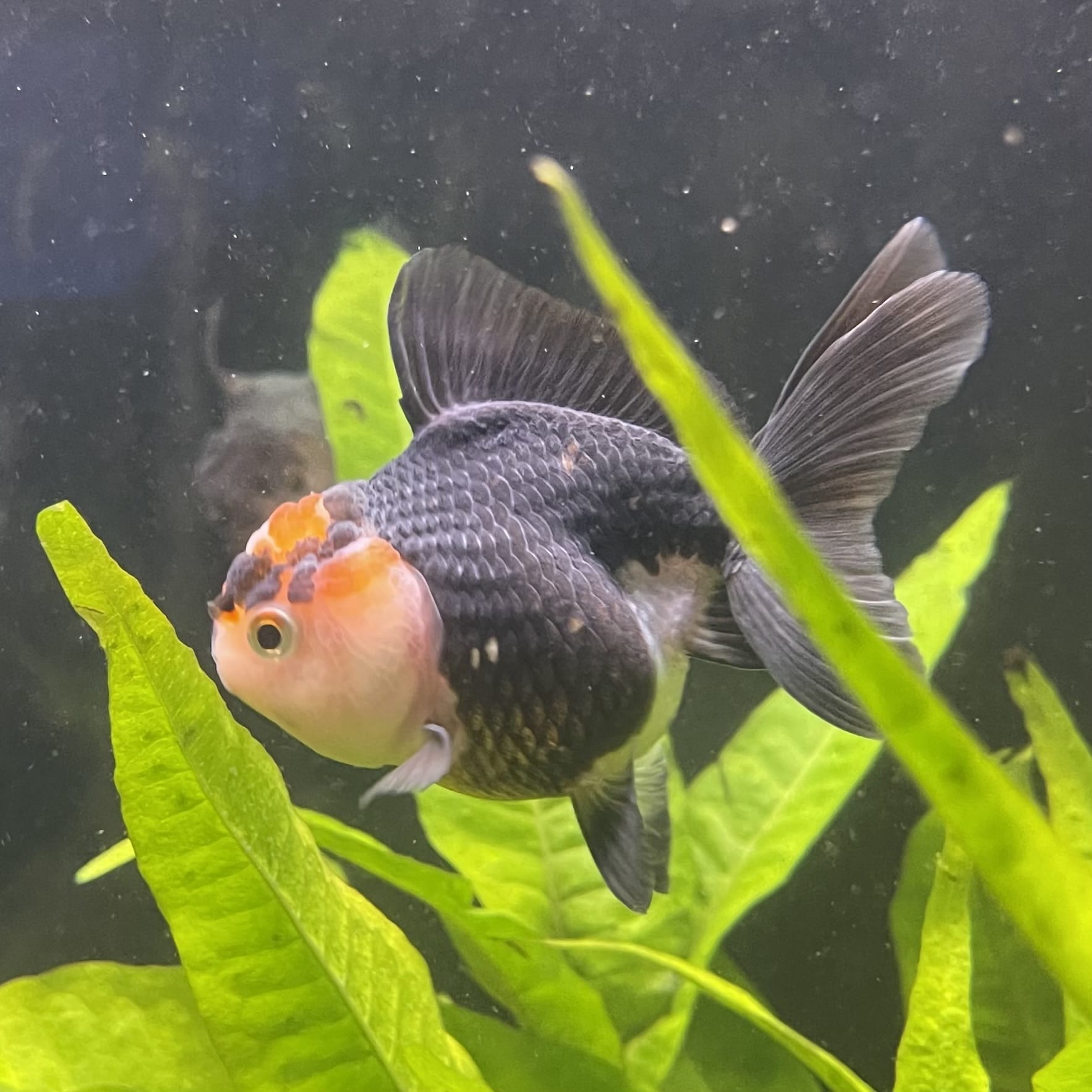 the-fish-farm Goldfish 7 cm Oranda - Tri Colour One Only-1 Tri Colour Oranda - The Fish Farm Australia