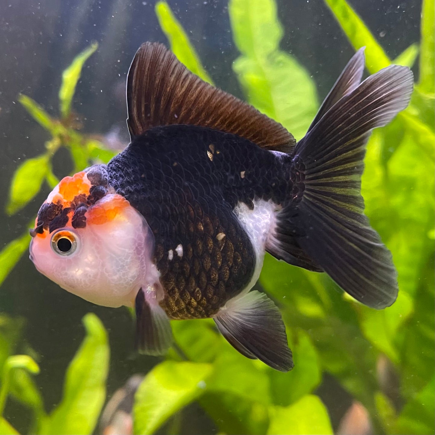 the-fish-farm Goldfish 7 cm Oranda - Tri Colour One Only-1 Tri Colour Oranda - The Fish Farm Australia