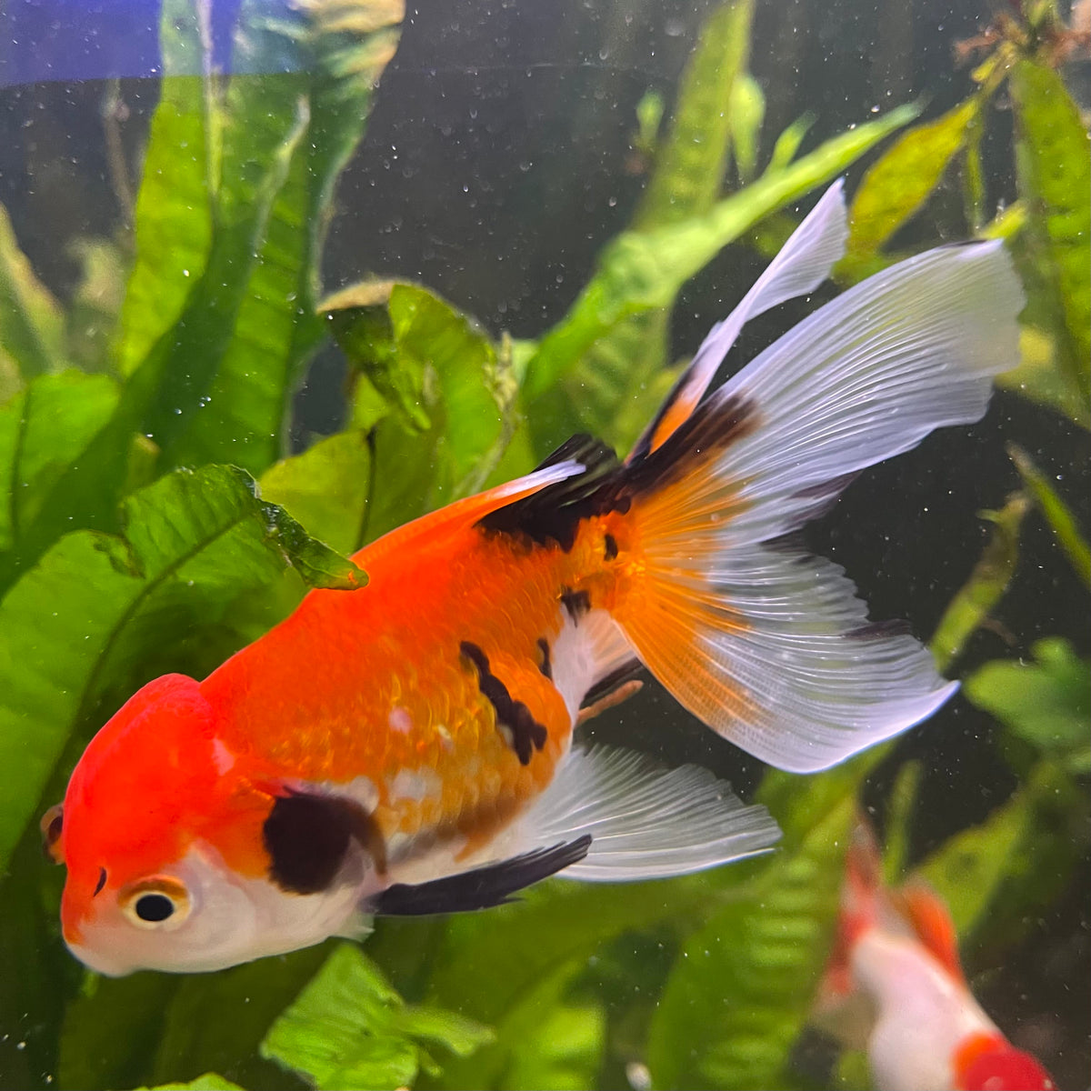 the-fish-farm Goldfish 7 cm Oranda - Tri Colour One Only-1 Tri Colour Oranda - The Fish Farm Australia