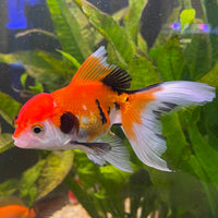 the-fish-farm Goldfish 7 cm Oranda - Tri Colour One Only-1 Tri Colour Oranda - The Fish Farm Australia