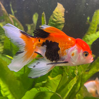 the-fish-farm Goldfish 7 cm Oranda - Tri Colour One Only-1 Tri Colour Oranda - The Fish Farm Australia