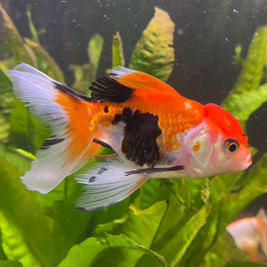 the-fish-farm Goldfish 7 cm Oranda - Tri Colour One Only-1 Tri Colour Oranda - The Fish Farm Australia