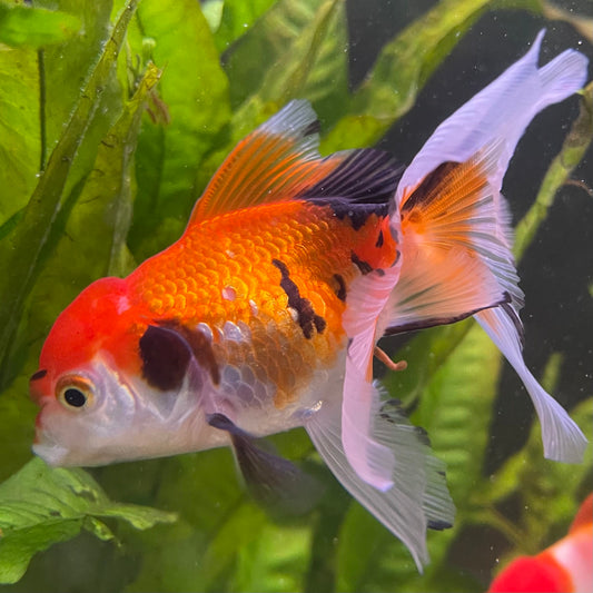 the-fish-farm Goldfish 7 cm Oranda - Tri Colour One Only-1 Tri Colour Oranda - The Fish Farm Australia