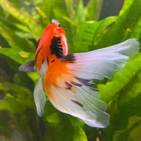 the-fish-farm Goldfish 7 cm Oranda - Tri Colour One Only-1 Tri Colour Oranda - The Fish Farm Australia