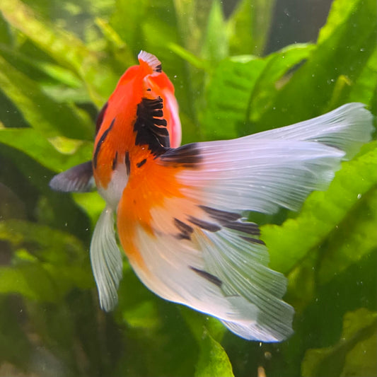 the-fish-farm Goldfish 7 cm Oranda - Tri Colour One Only-1 Tri Colour Oranda - The Fish Farm Australia