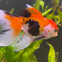 the-fish-farm Goldfish 7 cm Oranda - Tri Colour One Only-1 Tri Colour Oranda - The Fish Farm Australia