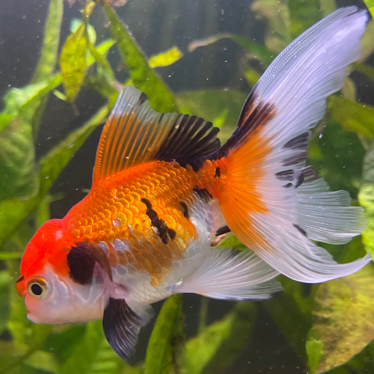 the-fish-farm Goldfish 7 cm Oranda - Tri Colour One Only-1 Tri Colour Oranda - The Fish Farm Australia