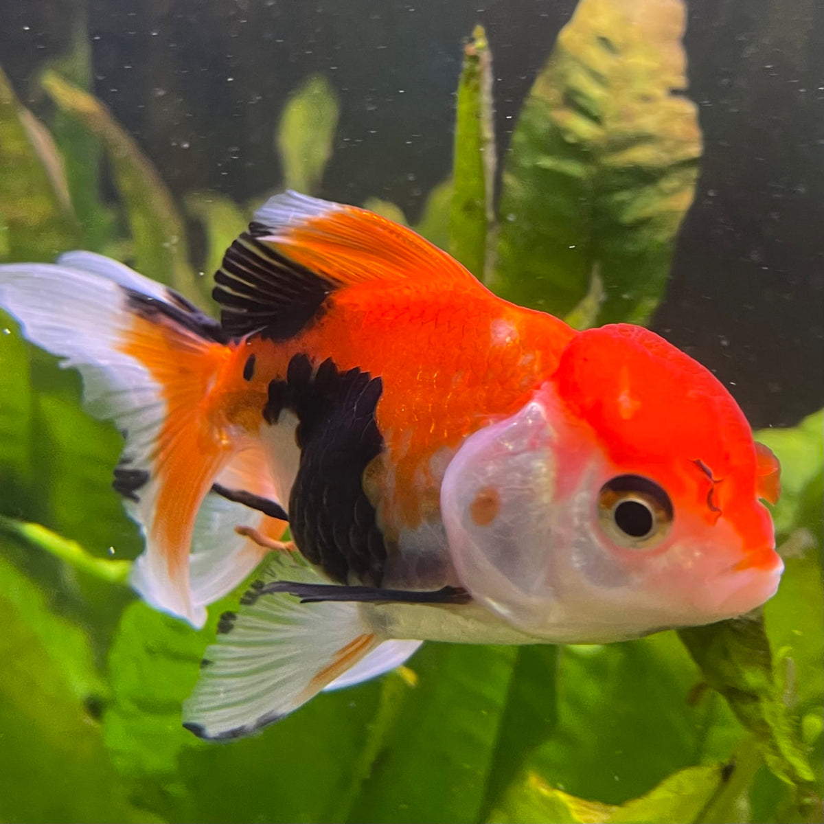 the-fish-farm Goldfish 7 cm Oranda - Tri Colour One Only-1 Tri Colour Oranda - The Fish Farm Australia