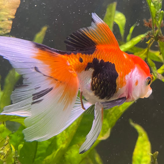 the-fish-farm Goldfish 7 cm Oranda - Tri Colour One Only-1 Tri Colour Oranda - The Fish Farm Australia