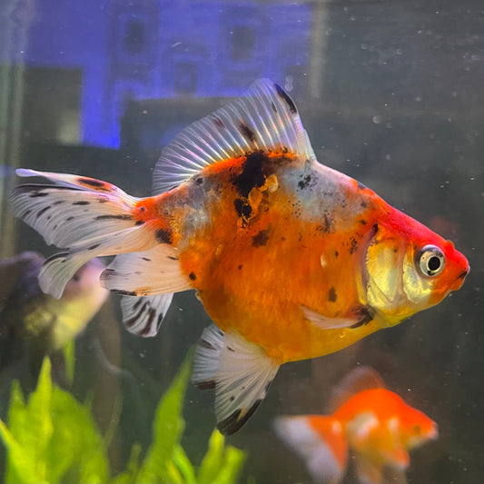 the-fish-farm Goldfish 7cm Fantail Goldfish - Calico one only - 1￼ Fantail Goldfish - Calico - The Fish Farm