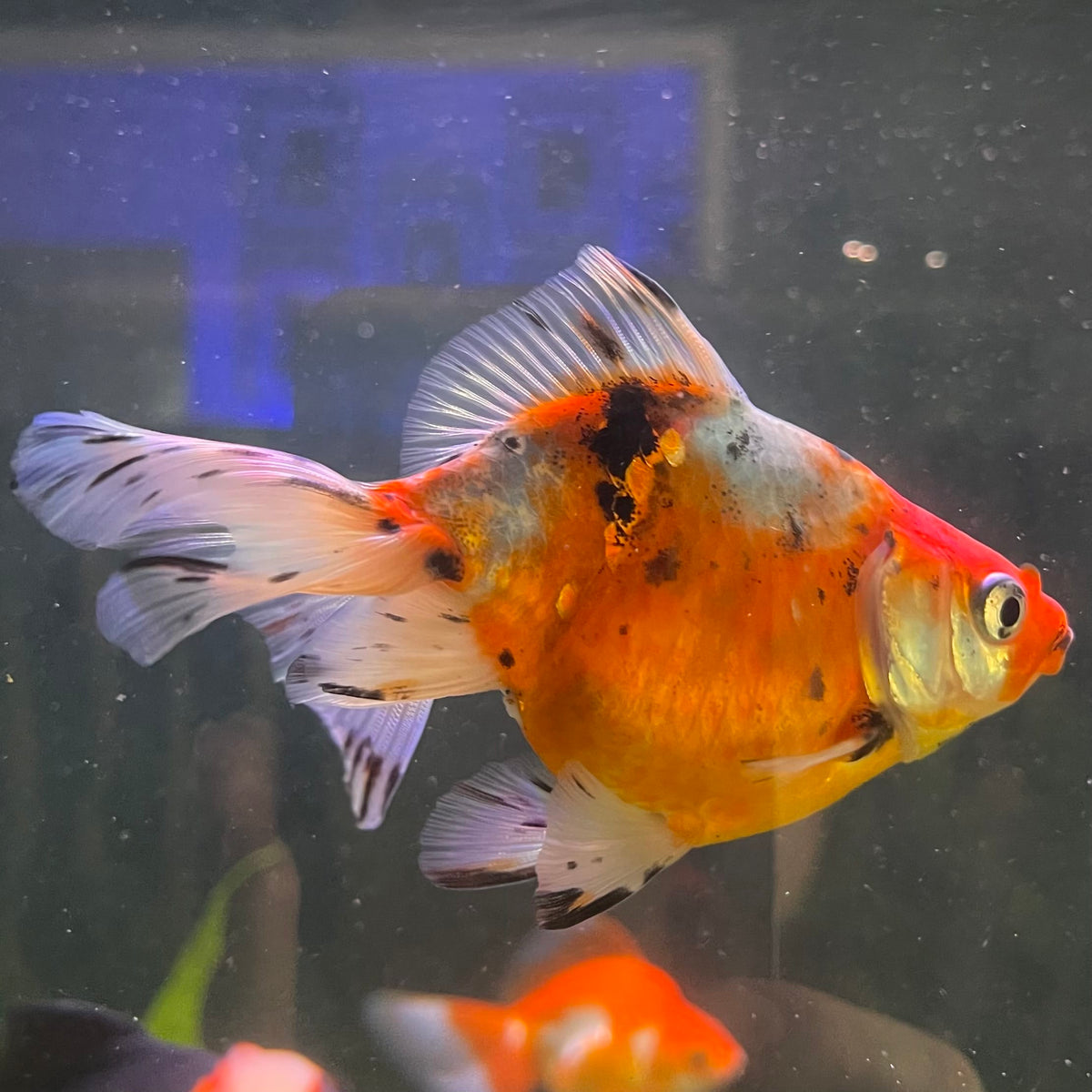 the-fish-farm Goldfish 7cm Fantail Goldfish - Calico one only - 1￼ Fantail Goldfish - Calico - The Fish Farm