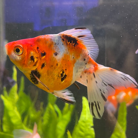 the-fish-farm Goldfish 7cm Fantail Goldfish - Calico one only - 1￼ Fantail Goldfish - Calico - The Fish Farm