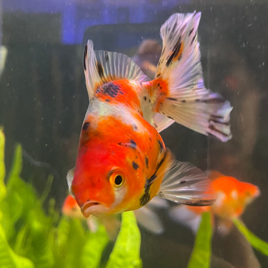 the-fish-farm Goldfish 7cm Fantail Goldfish - Calico one only - 1￼ Fantail Goldfish - Calico - The Fish Farm