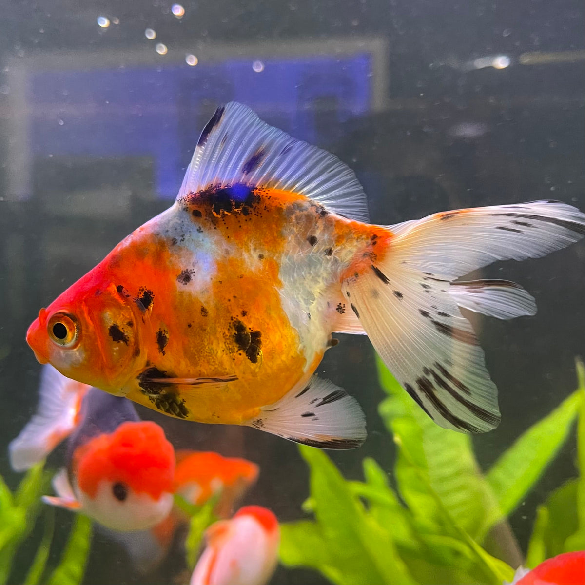the-fish-farm Goldfish 7cm Fantail Goldfish - Calico one only - 1￼ Fantail Goldfish - Calico - The Fish Farm