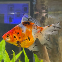 the-fish-farm Goldfish 7cm Fantail Goldfish - Calico one only - 1￼ Fantail Goldfish - Calico - The Fish Farm
