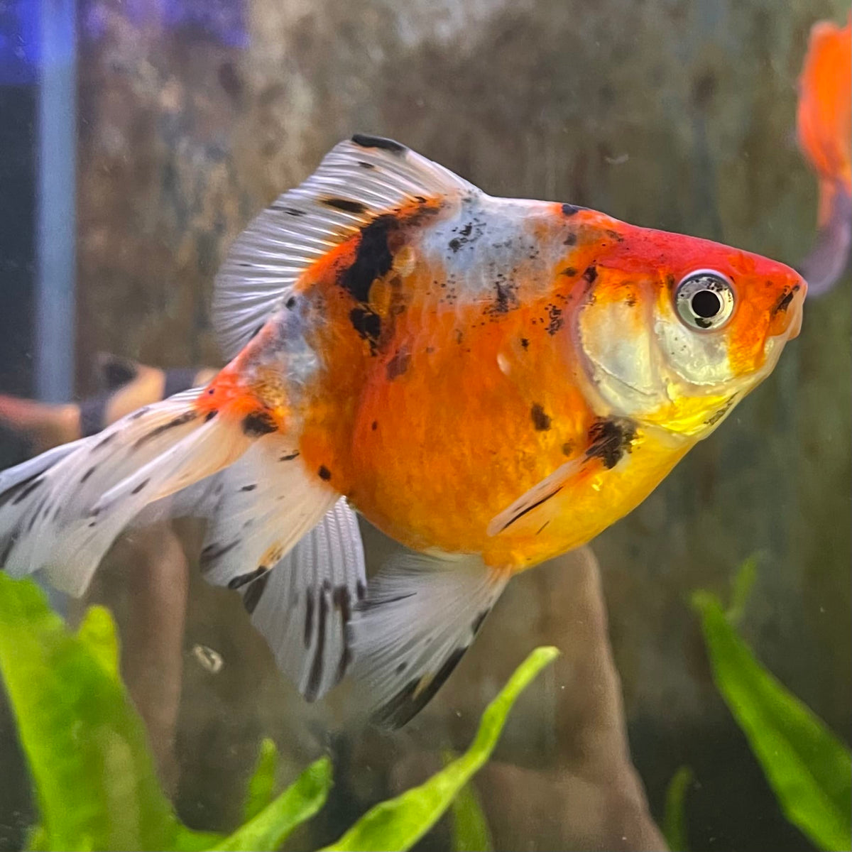 the-fish-farm Goldfish 7cm Fantail Goldfish - Calico one only - 1￼ Fantail Goldfish - Calico - The Fish Farm