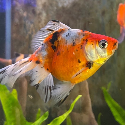 the-fish-farm Goldfish 7cm Fantail Goldfish - Calico one only - 1￼ Fantail Goldfish - Calico - The Fish Farm