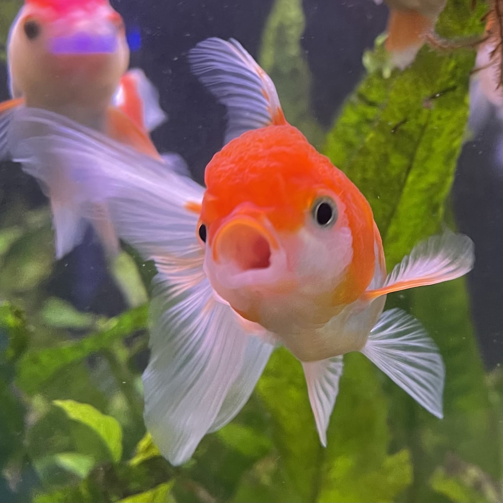 the-fish-farm Goldfish 7cm Oranda - Red and White one only - 1 Panda Oranda - The Fish Farm Australia