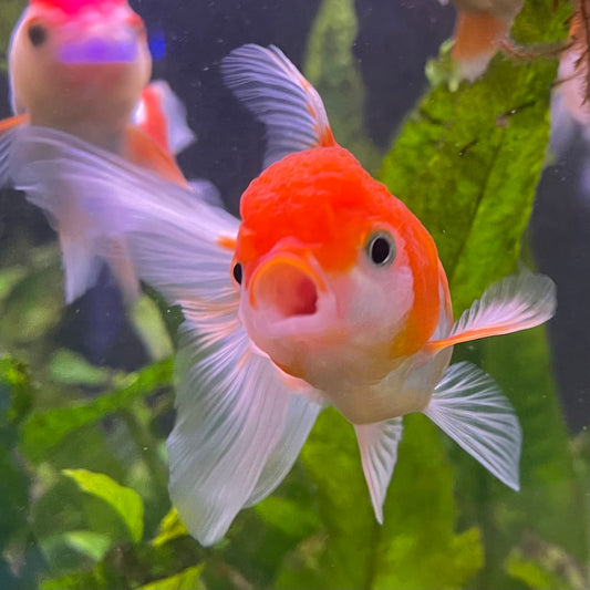 the-fish-farm Goldfish 7cm Oranda - Red and White one only - 1 Panda Oranda - The Fish Farm Australia