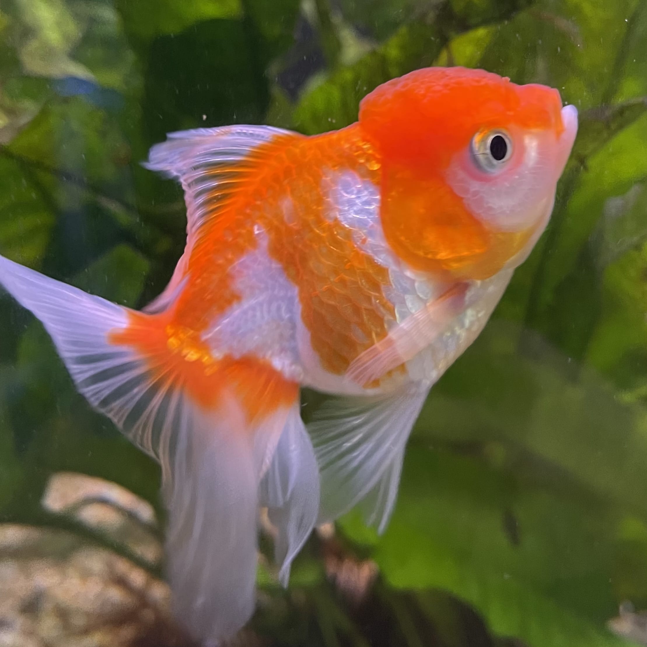 the-fish-farm Goldfish 7cm Oranda - Red and White one only - 1 Panda Oranda - The Fish Farm Australia