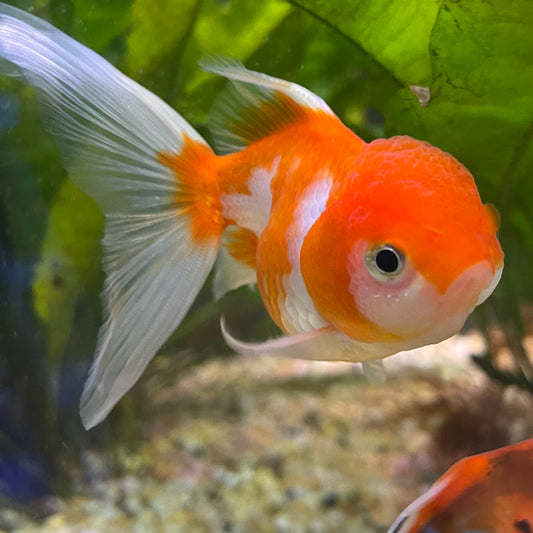 the-fish-farm Goldfish 7cm Oranda - Red and White one only - 1 Panda Oranda - The Fish Farm Australia