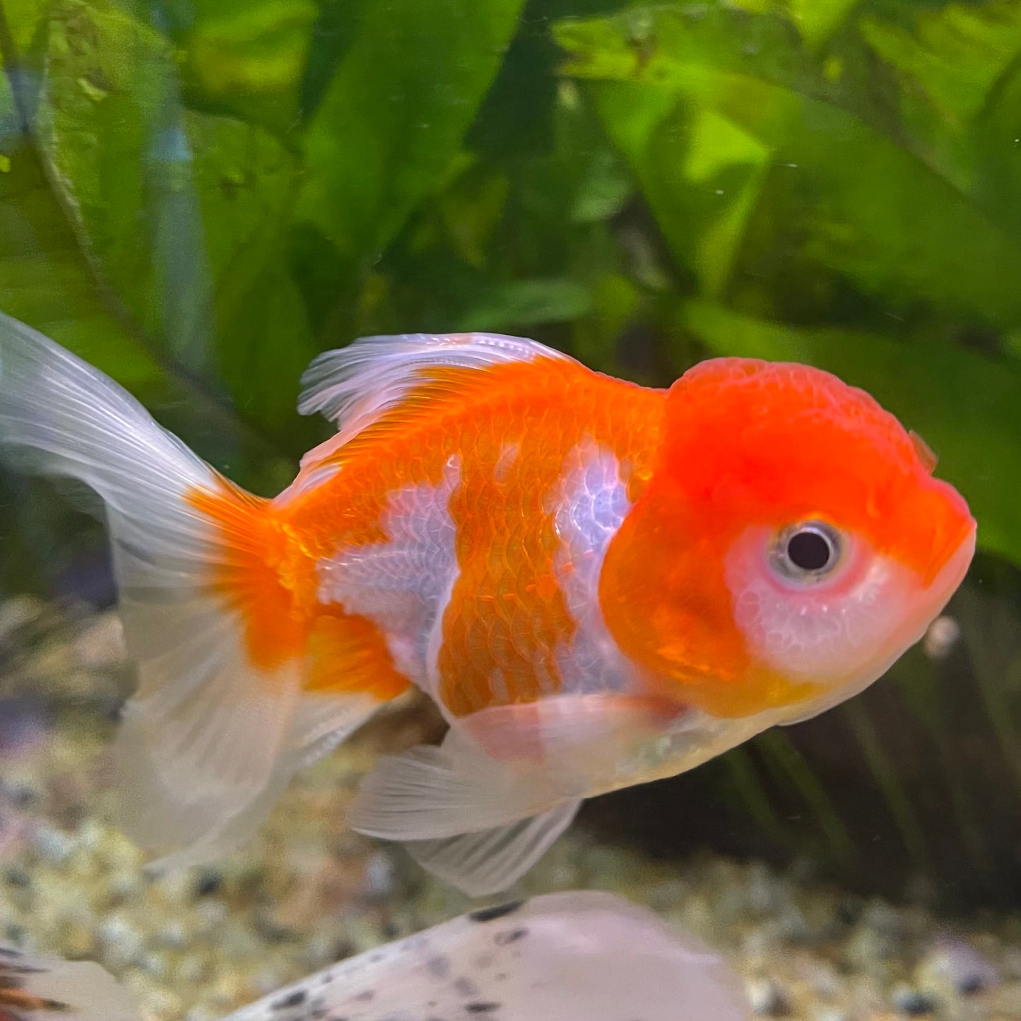 the-fish-farm Goldfish 7cm Oranda - Red and White one only - 1 Panda Oranda - The Fish Farm Australia