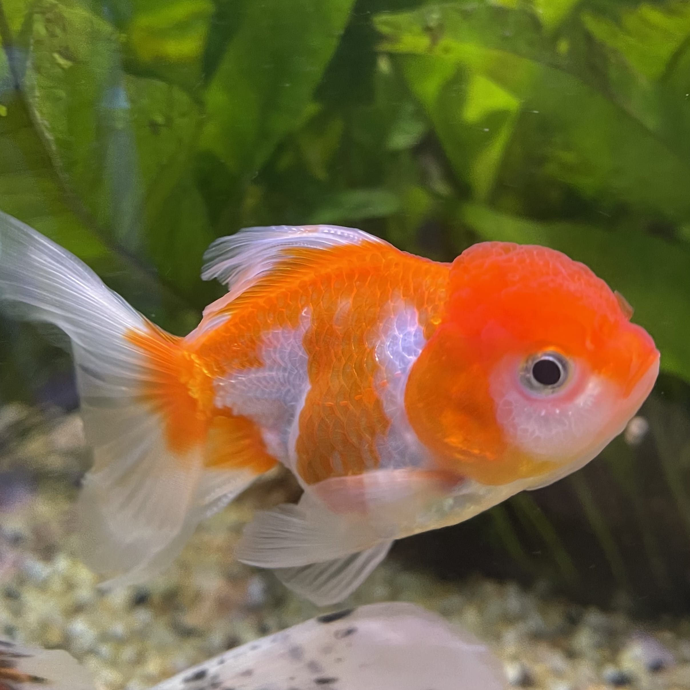 the-fish-farm Goldfish 7cm Oranda - Red and White one only - 1 Panda Oranda - The Fish Farm Australia