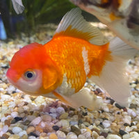 the-fish-farm Goldfish 7cm Oranda - Red and White one only - 1 Panda Oranda - The Fish Farm Australia