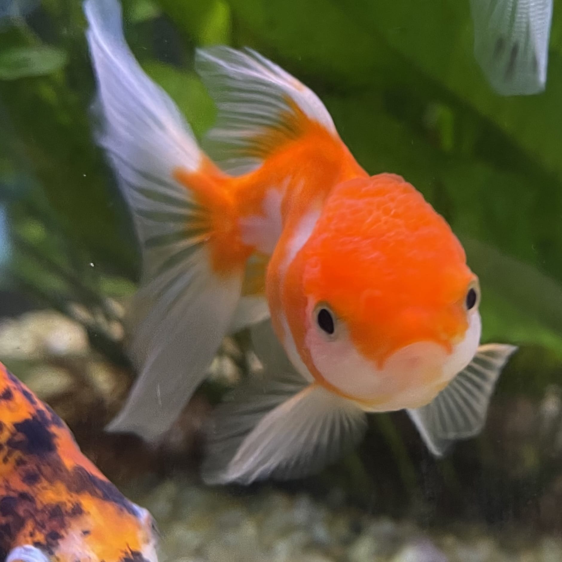 the-fish-farm Goldfish 7cm Oranda - Red and White one only - 1 Panda Oranda - The Fish Farm Australia