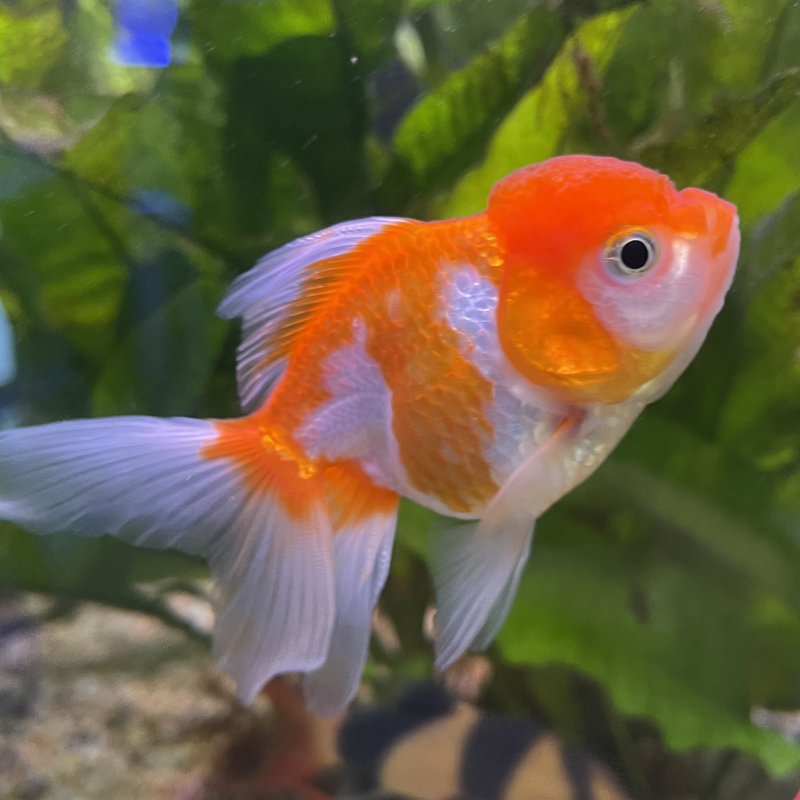 the-fish-farm Goldfish 7cm Oranda - Red and White one only - 1 Panda Oranda - The Fish Farm Australia