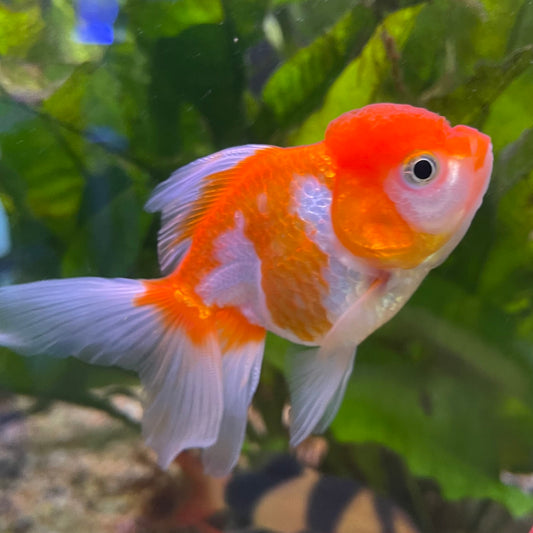 the-fish-farm Goldfish 7cm Oranda - Red and White one only - 1 Panda Oranda - The Fish Farm Australia