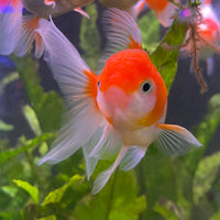 the-fish-farm Goldfish 7cm Oranda - Red and White one only - 1 Panda Oranda - The Fish Farm Australia
