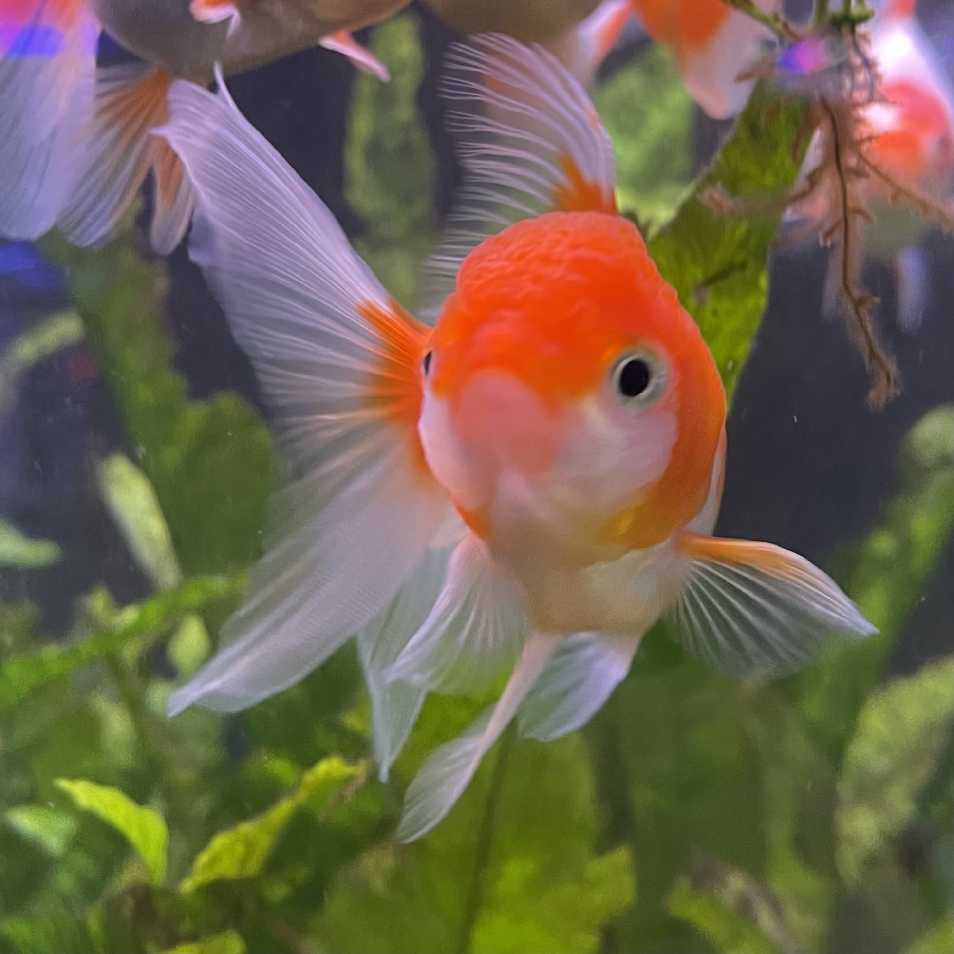the-fish-farm Goldfish 7cm Oranda - Red and White one only - 1 Panda Oranda - The Fish Farm Australia