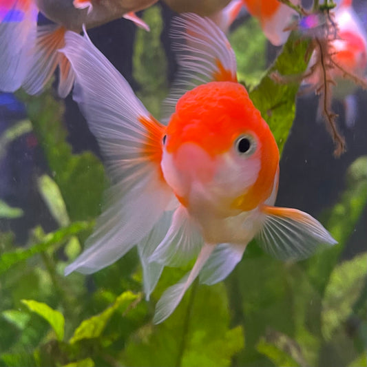 the-fish-farm Goldfish 7cm Oranda - Red and White one only - 1 Panda Oranda - The Fish Farm Australia