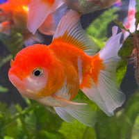 the-fish-farm Goldfish 7cm Oranda - Red and White one only - 1 Panda Oranda - The Fish Farm Australia