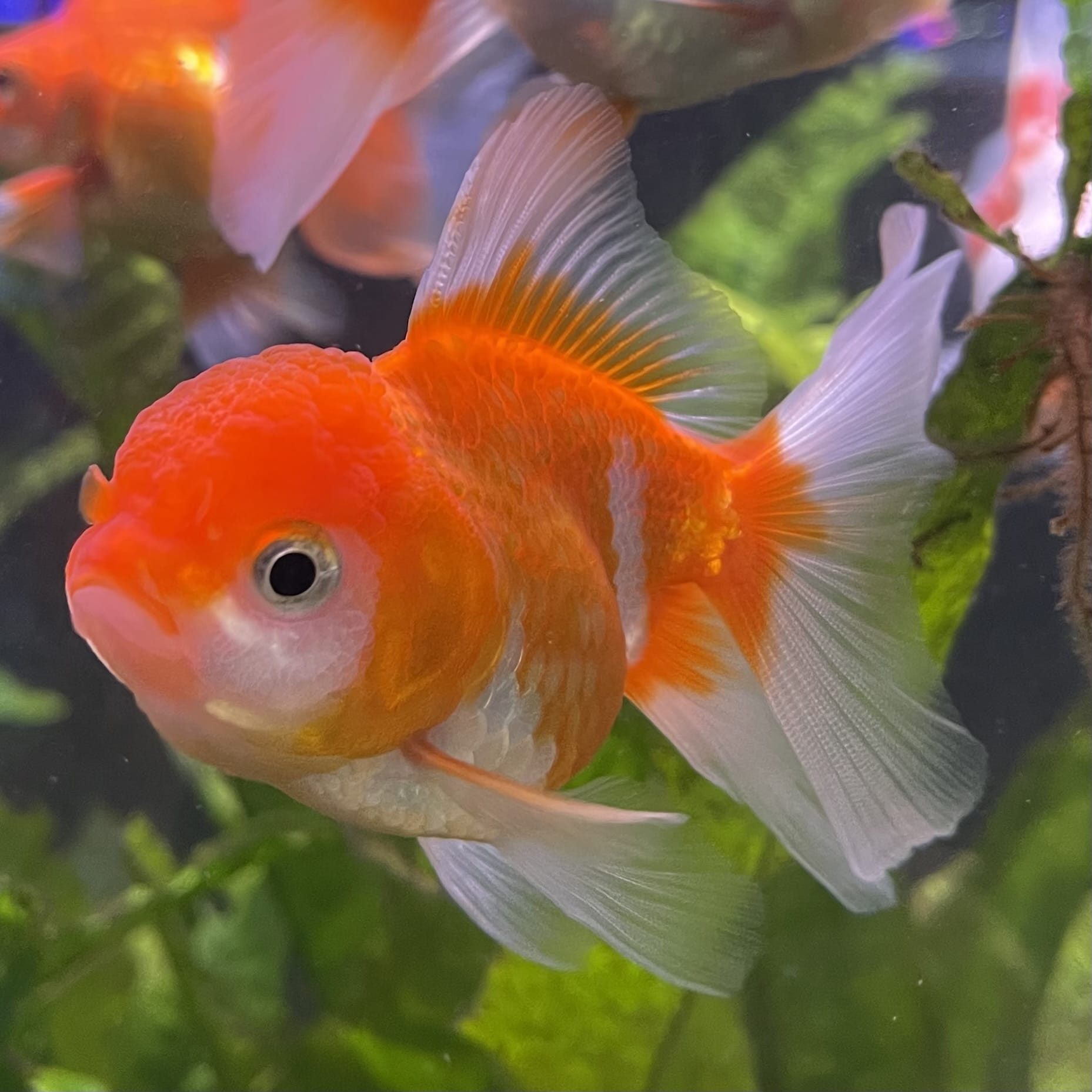 the-fish-farm Goldfish 7cm Oranda - Red and White one only - 1 Panda Oranda - The Fish Farm Australia