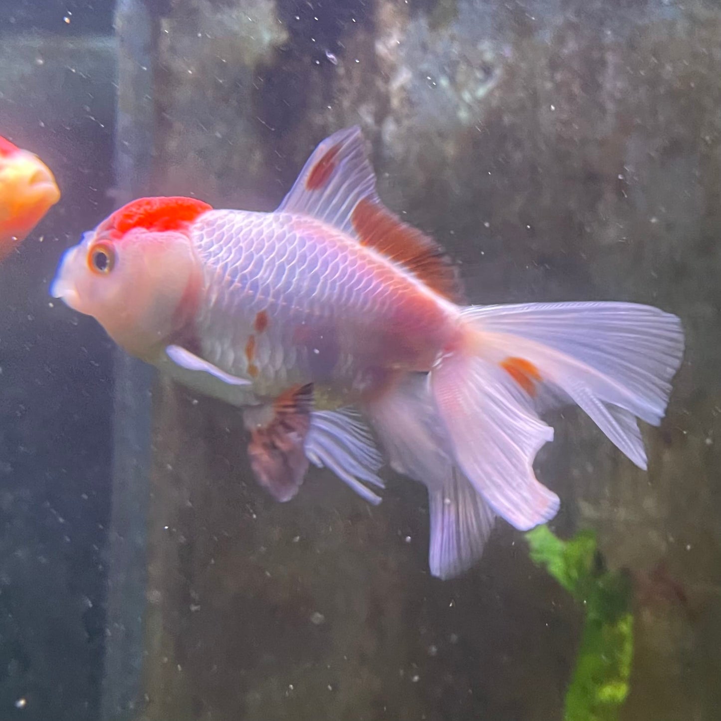 the-fish-farm Goldfish 7cm Oranda - Red and White one only - 1 Panda Oranda - The Fish Farm Australia