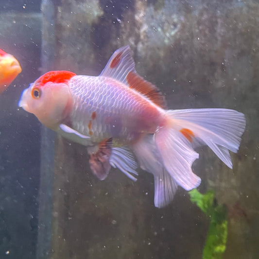 the-fish-farm Goldfish 7cm Oranda - Red and White one only - 1 Panda Oranda - The Fish Farm Australia