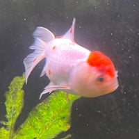 the-fish-farm Goldfish 7cm Oranda - Red and White one only - 1 Panda Oranda - The Fish Farm Australia