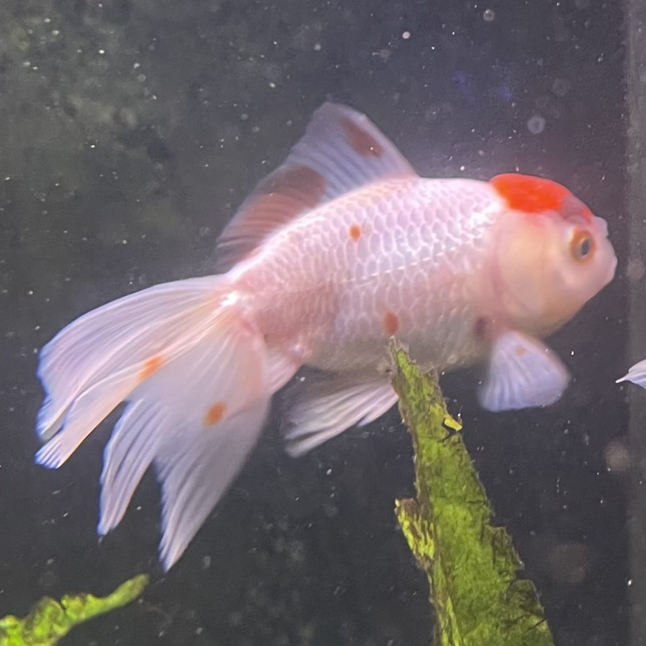 the-fish-farm Goldfish 7cm Oranda - Red and White one only - 1 Panda Oranda - The Fish Farm Australia