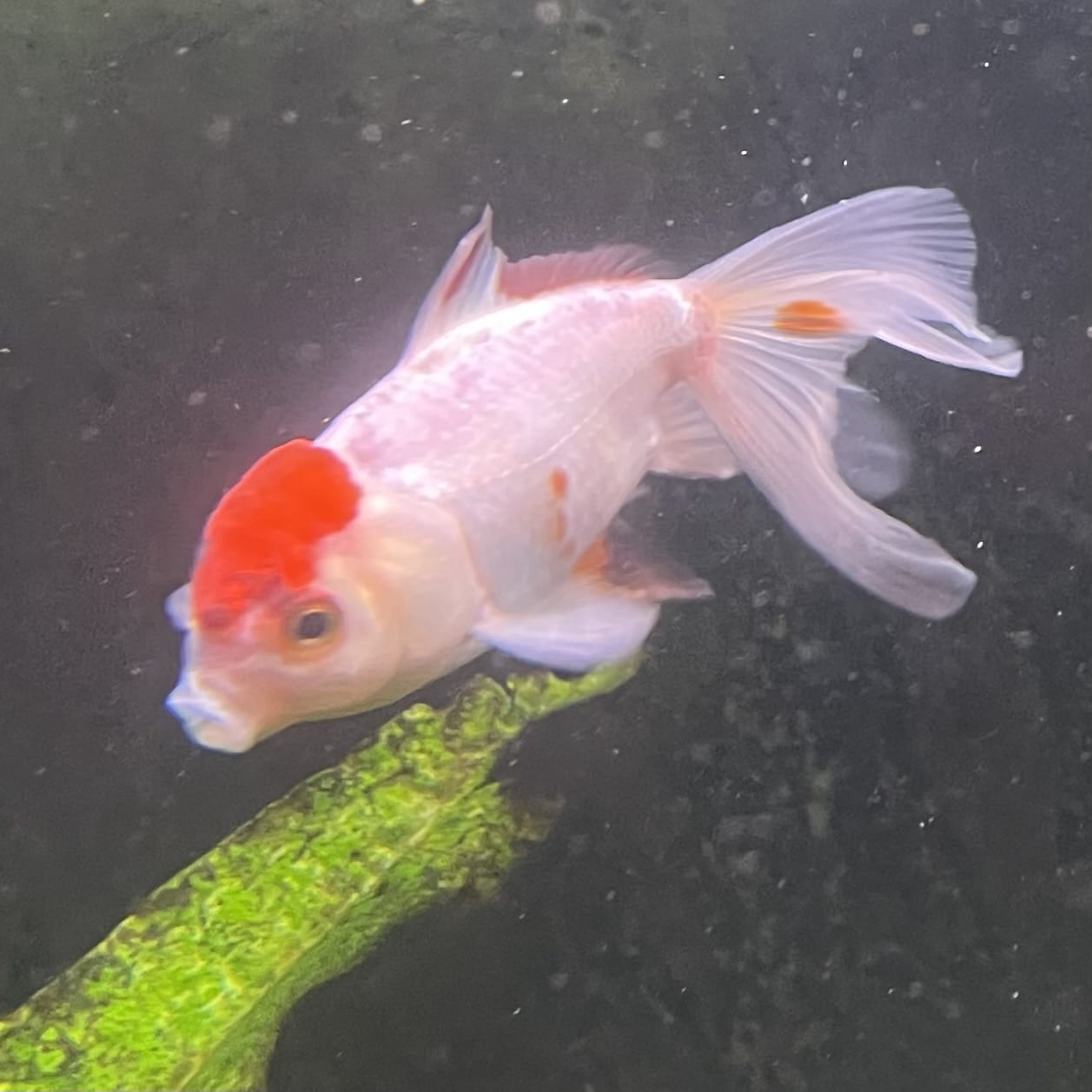 the-fish-farm Goldfish 7cm Oranda - Red and White one only - 1 Panda Oranda - The Fish Farm Australia