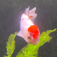 the-fish-farm Goldfish 7cm Oranda - Red and White one only - 1 Panda Oranda - The Fish Farm Australia