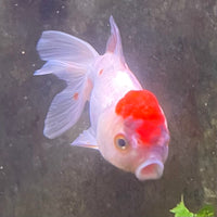 the-fish-farm Goldfish 7cm Oranda - Red and White one only - 1 Panda Oranda - The Fish Farm Australia