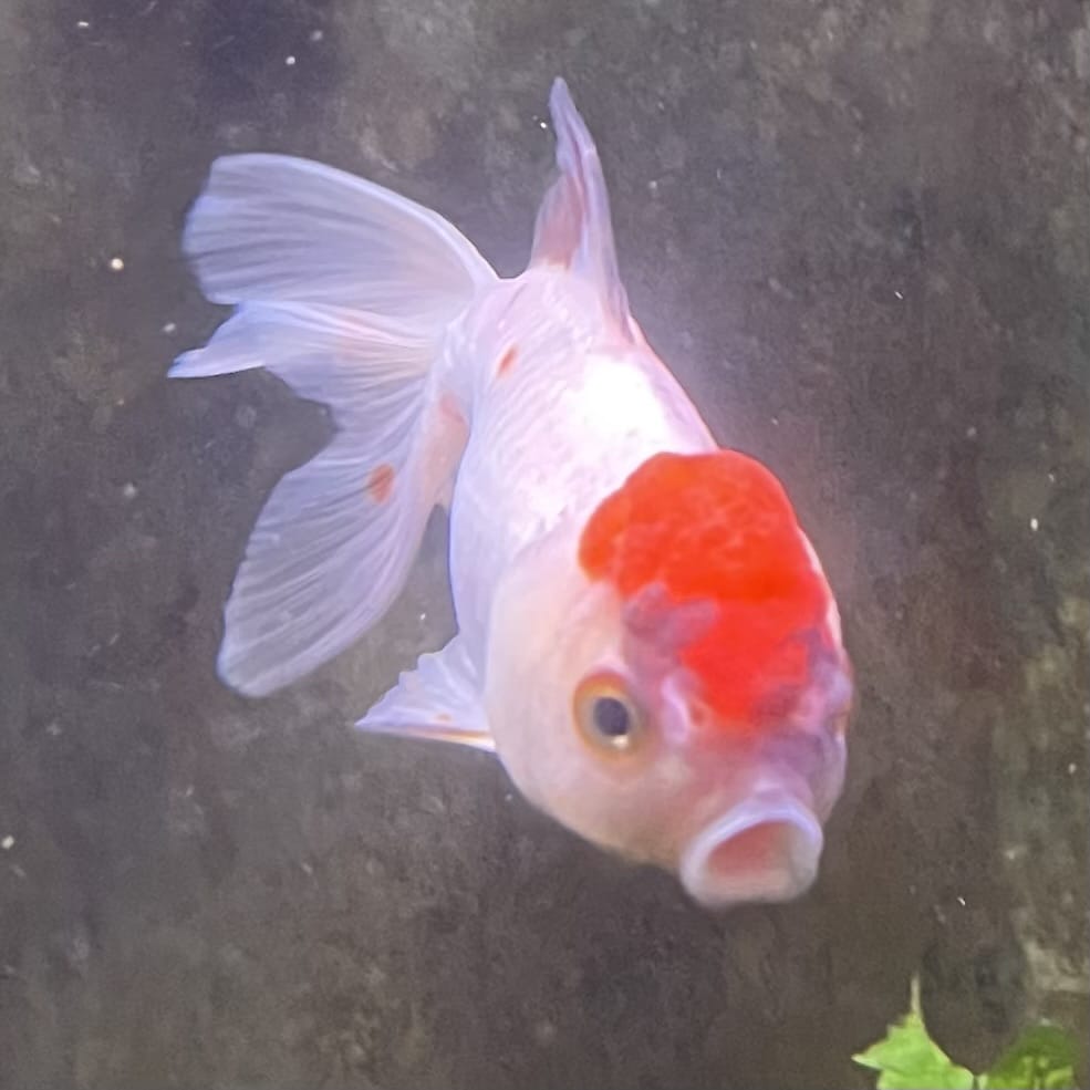 the-fish-farm Goldfish 7cm Oranda - Red and White one only - 1 Panda Oranda - The Fish Farm Australia