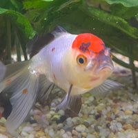 the-fish-farm Goldfish 7cm Oranda - Red and White one only - 1 Panda Oranda - The Fish Farm Australia