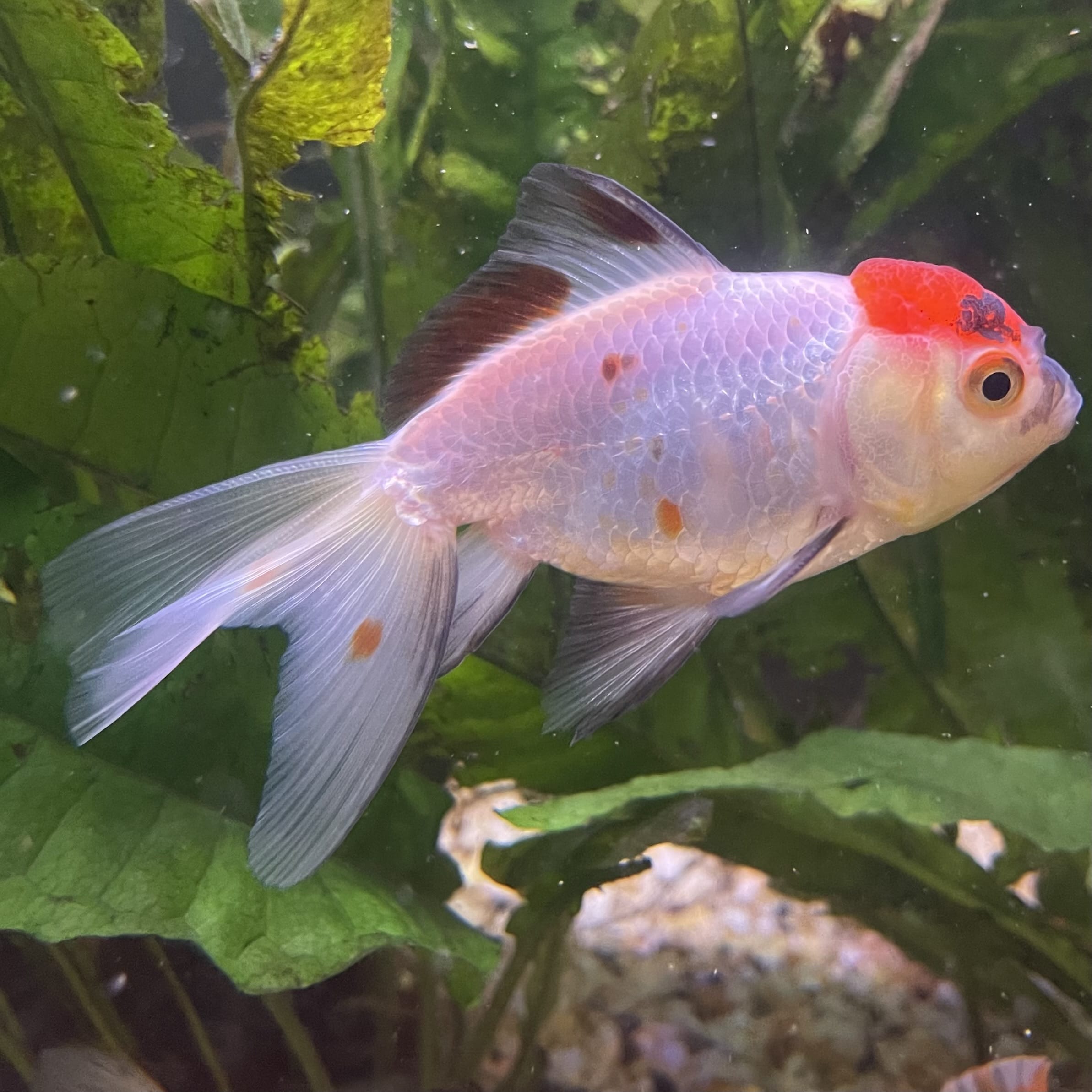 the-fish-farm Goldfish 7cm Oranda - Red and White one only - 1 Panda Oranda - The Fish Farm Australia