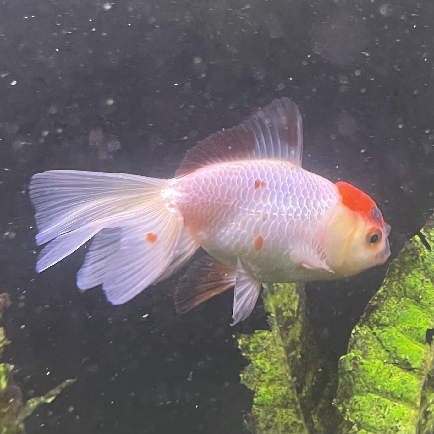 the-fish-farm Goldfish 7cm Oranda - Red and White one only - 1 Panda Oranda - The Fish Farm Australia