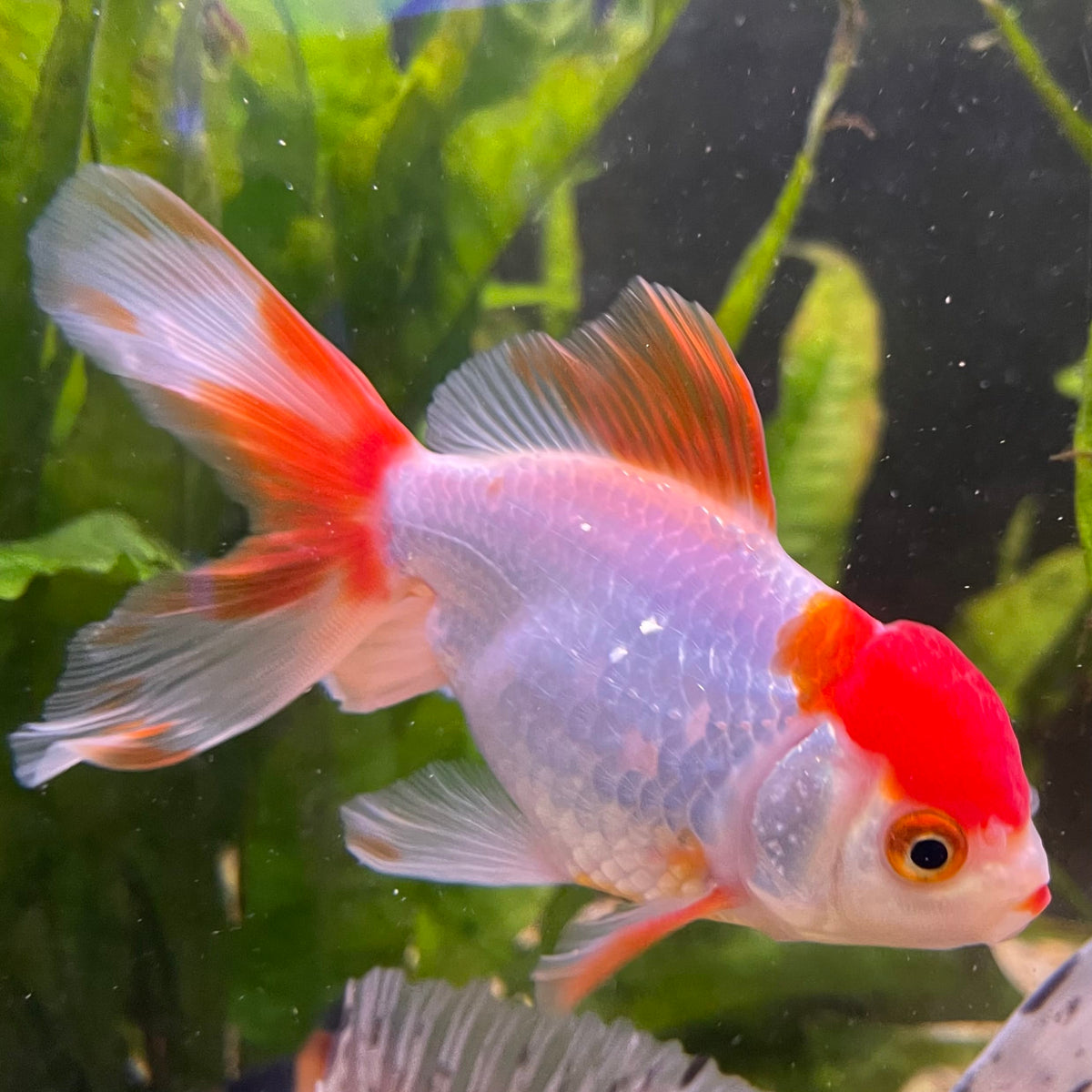the-fish-farm Goldfish 7cm Oranda - Red and White one only - 1 Panda Oranda - The Fish Farm Australia